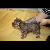 Yorkshire Terrier - Both