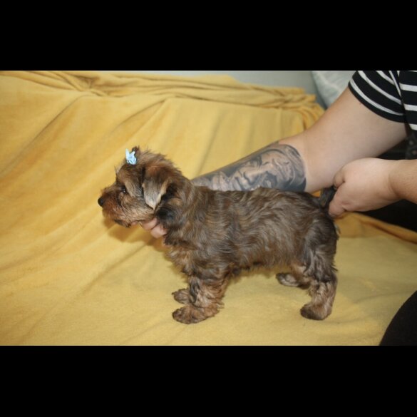 Yorkshire Terrier - Both