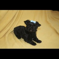 Yorkshire Terrier - Both