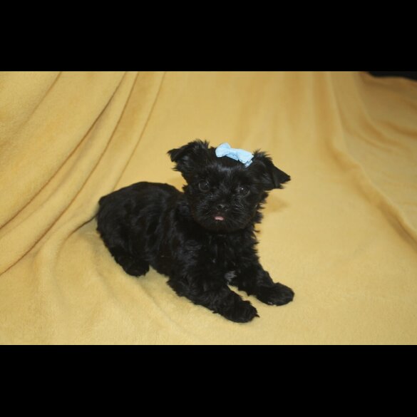 Yorkshire Terrier - Both
