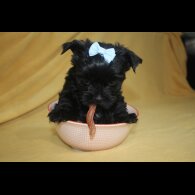 Yorkshire Terrier - Both