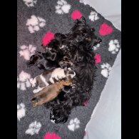 Yorkshire Terrier - Both