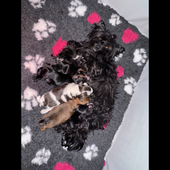Yorkshire Terrier - Both