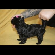 Yorkshire Terrier - Both