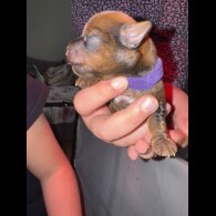 Yorkshire Terrier - Both