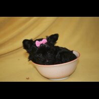 Yorkshire Terrier - Both
