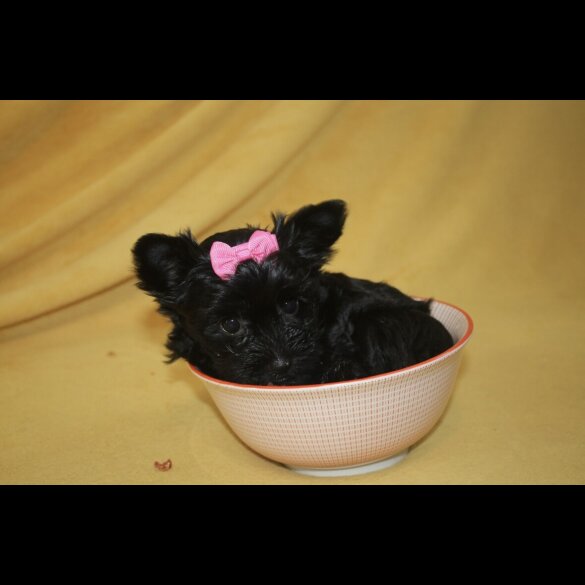 Yorkshire Terrier - Both