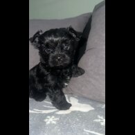 Yorkshire Terrier - Both