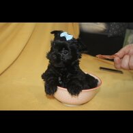 Yorkshire Terrier - Both
