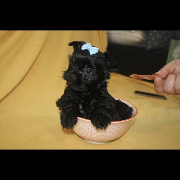 Yorkshire Terrier - Both