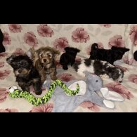 Yorkshire Terrier - Both