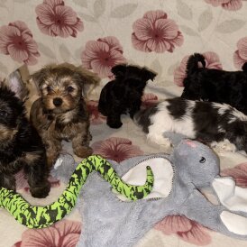 Yorkshire Terrier - Both