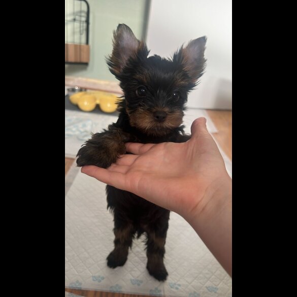 Yorkshire Terrier - Both