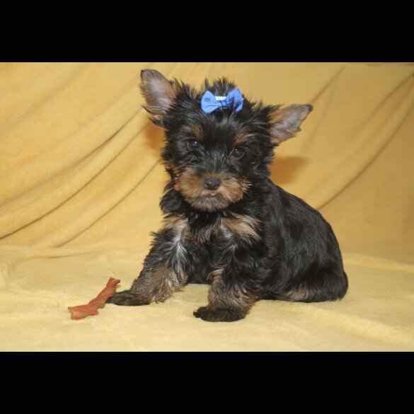 Yorkshire Terrier - Both