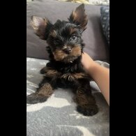 Yorkshire Terrier - Both