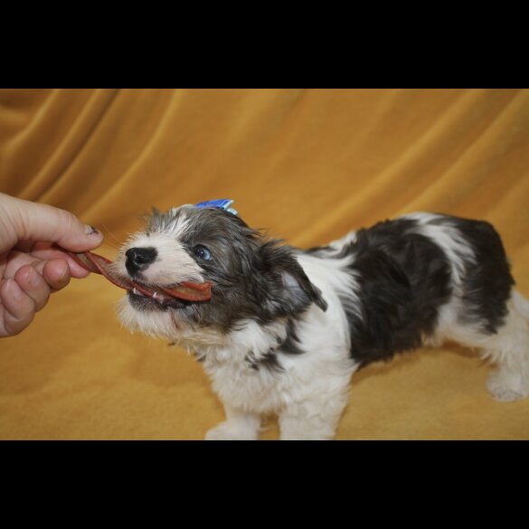 Yorkshire Terrier - Both