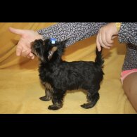 Yorkshire Terrier - Both