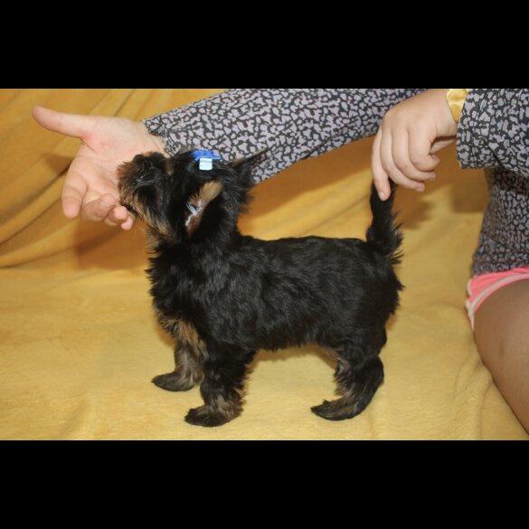 Yorkshire Terrier - Both