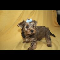 Yorkshire Terrier - Both
