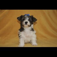 Yorkshire Terrier - Both