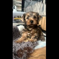 Yorkshire Terrier - Both