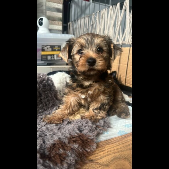 Yorkshire Terrier - Both