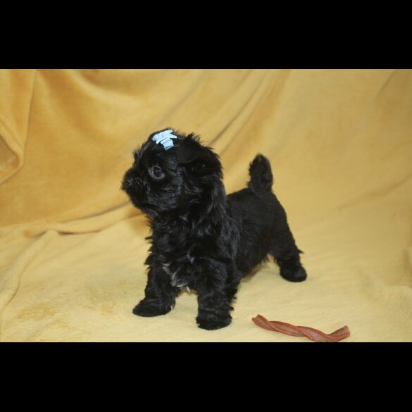 Yorkshire Terrier - Both