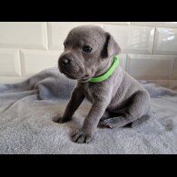 Staffordshire Bull Terrier - Both