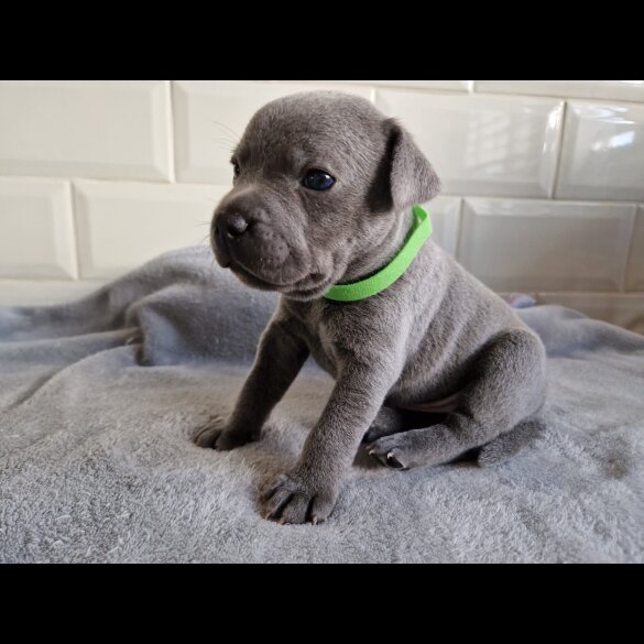 Staffordshire Bull Terrier - Both
