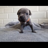 Staffordshire Bull Terrier - Both