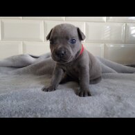 Staffordshire Bull Terrier - Both