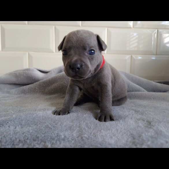 Staffordshire Bull Terrier - Both