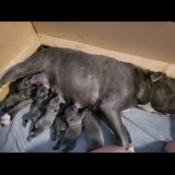 Staffordshire Bull Terrier - Both