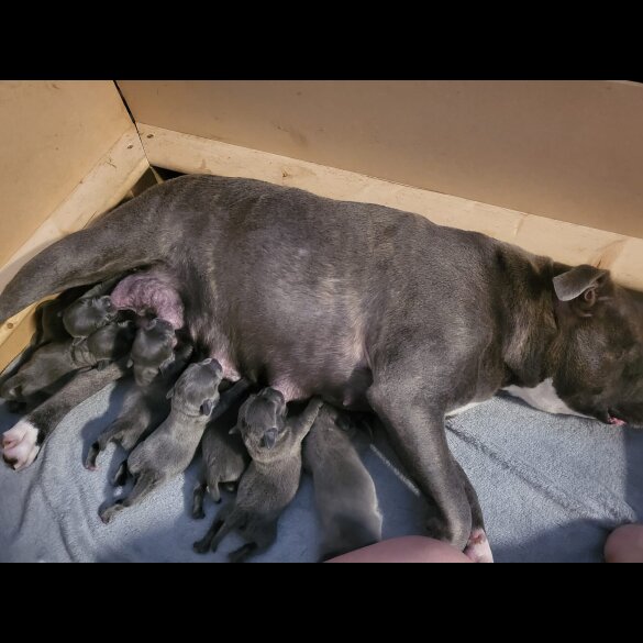 Staffordshire Bull Terrier - Both