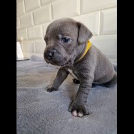 Staffordshire Bull Terrier - Both
