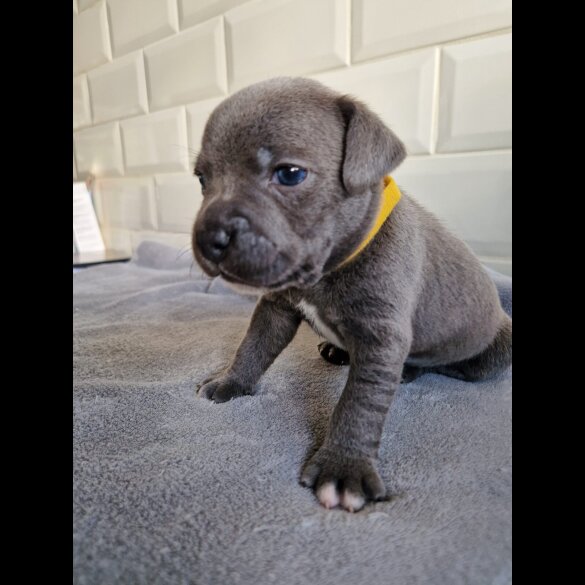 Staffordshire Bull Terrier - Both