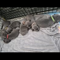 Staffordshire Bull Terrier - Both