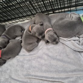 Staffordshire Bull Terrier - Both
