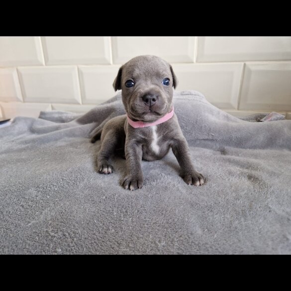 Staffordshire Bull Terrier - Both
