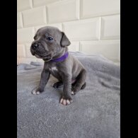 Staffordshire Bull Terrier - Both