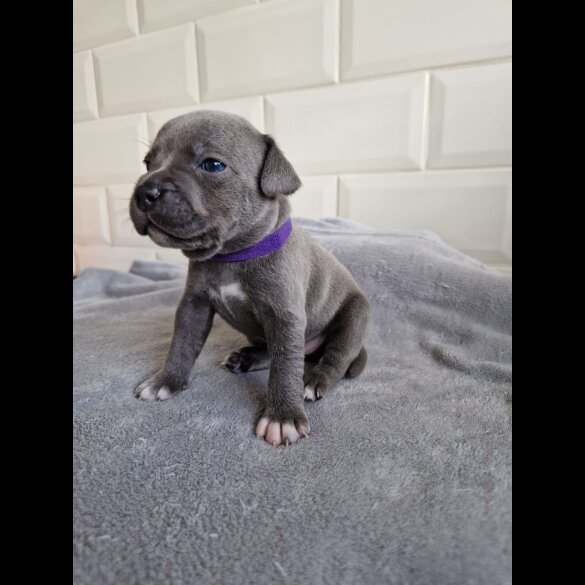 Staffordshire Bull Terrier - Both