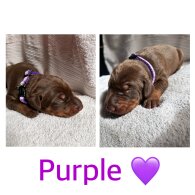 Doberman - Both