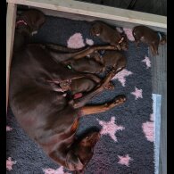 Doberman - Both