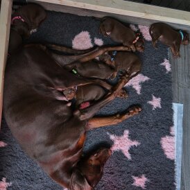 Doberman - Both