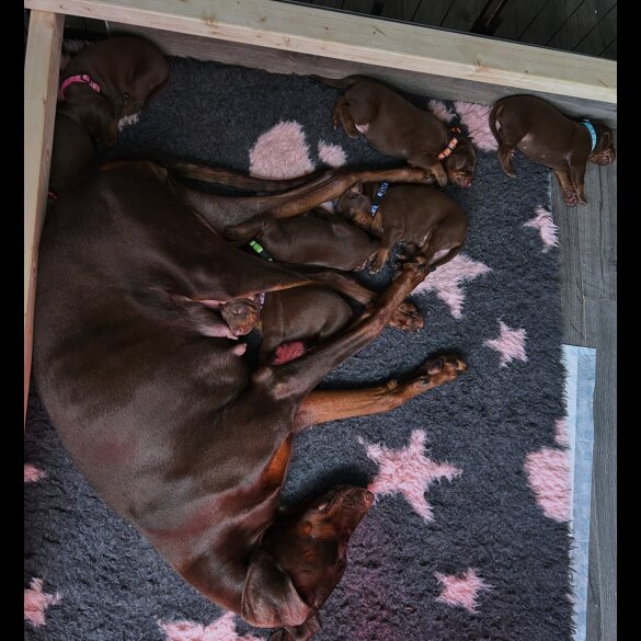 Doberman - Both