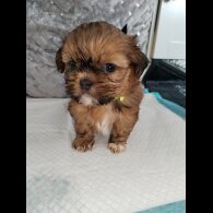 Shih Tzu - Dogs