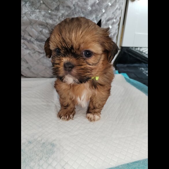Shih Tzu - Dogs