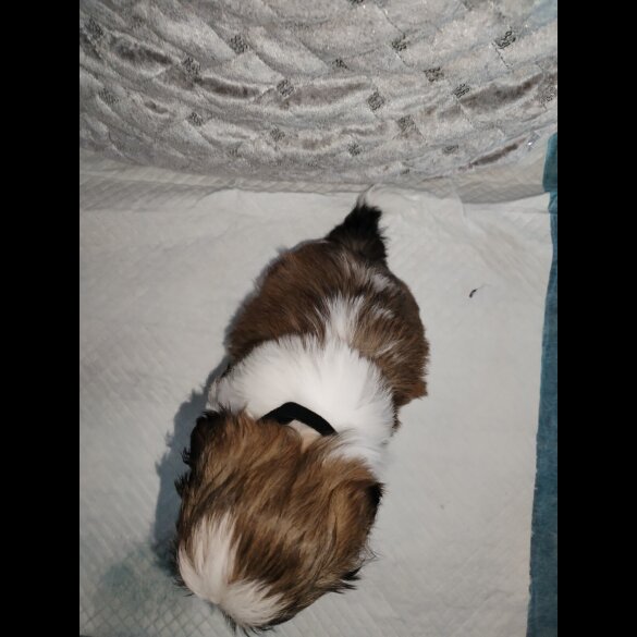 Shih Tzu - Dogs