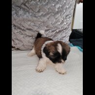 Shih Tzu - Dogs