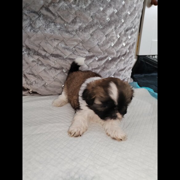 Shih Tzu - Dogs